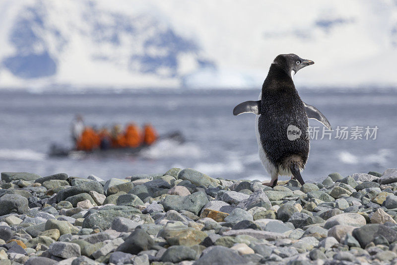 南极的阿德利企鹅(Pygoscelis adelae)，背景是游船上的游客。